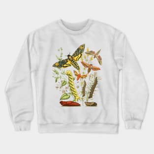 Hawk Moth Caterpillar Vintage Scientific Entomology Butterfly Natural History Crewneck Sweatshirt